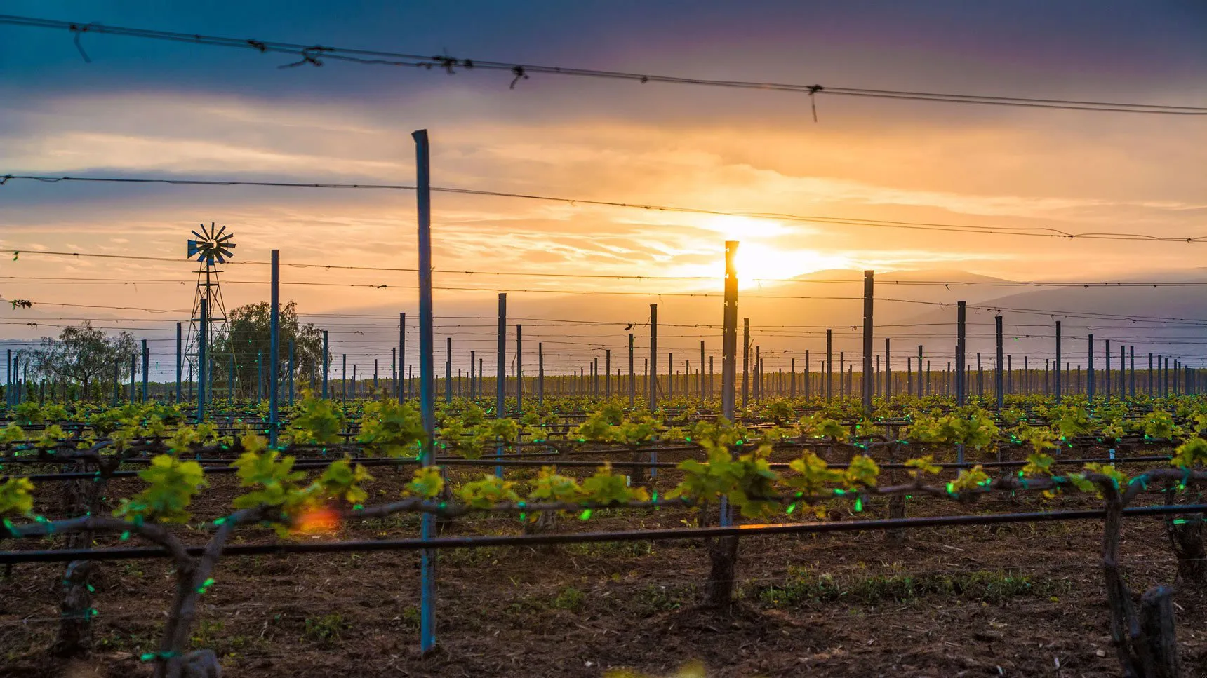 Grapeline Wine Tours California Vineyards