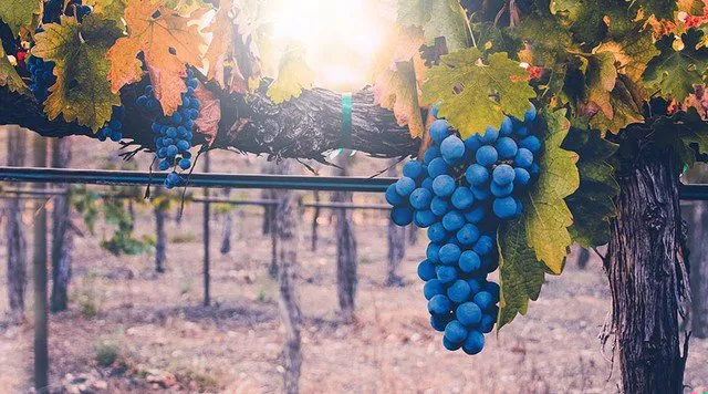 Grapeline Santa Barbara Wine Tours Wine Tours by Grapeline in Santa Barbara