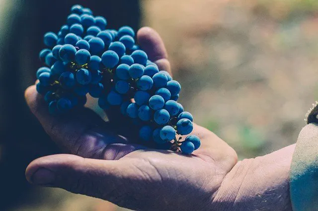 Grapeline Paso Robles Wine Tours Wine Tours by Grapeline in Paso Robles