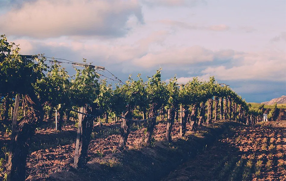 Choose this option to book a Temecula Wine Tour with Grapeline Temecula vineyards