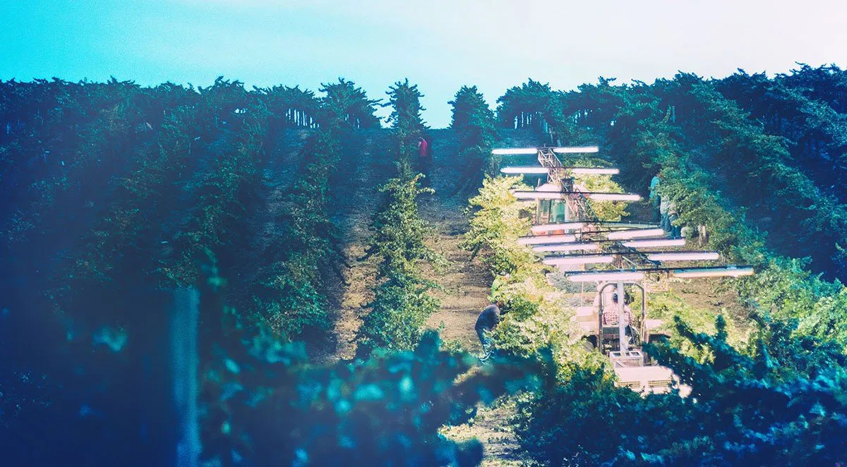 Choose this option to book a Paso Robles Wine Tour with Grapeline Paso Robles vineyards