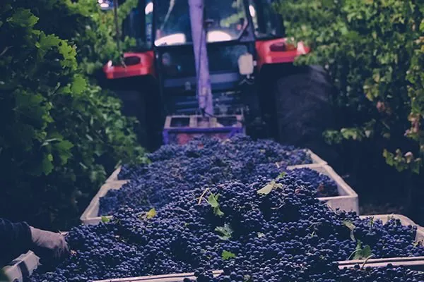 See Grapeline's featured packages with Paso Robles Hotels and Inns as well as all Hotels Grapeline picks up from. rapeline's featured packages with Paso Robles Hotels and Inns as well as all Hotels Grapeline picks up from.