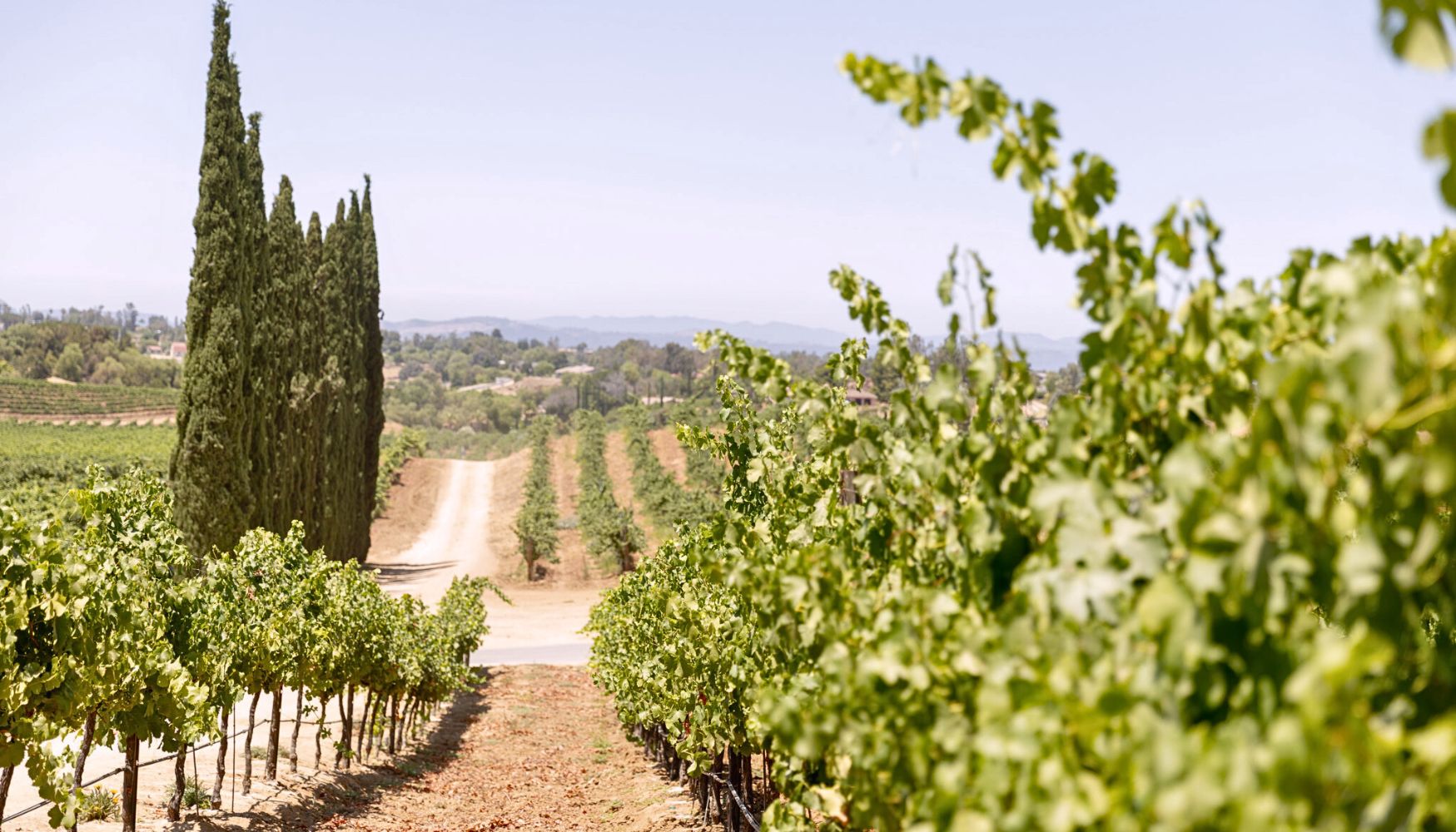 Scenic vineyard views