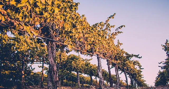 Low angle looking up at rows of vineyards with blue skies